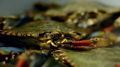 Crabs Blowing Bubbles Close Up Stockbeeldmateriaal 10699948