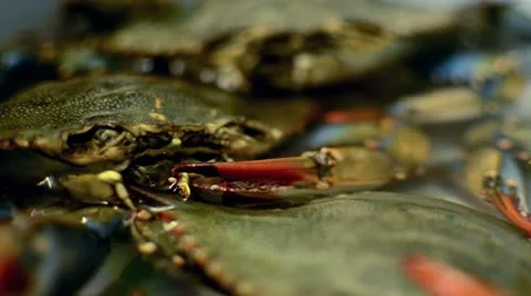 Crabs Blowing Bubbles Stock Footage 10709250