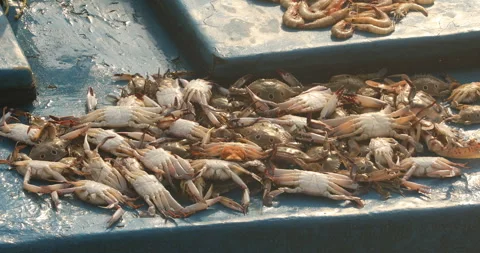 Crabs on a Boat Stock Footage 279799638