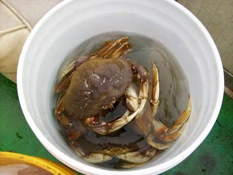 CRABS IN BUCKET Fotos Stock
