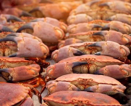 Crabs caught fresh in a row on ice at market fishmonger 스톡 사진