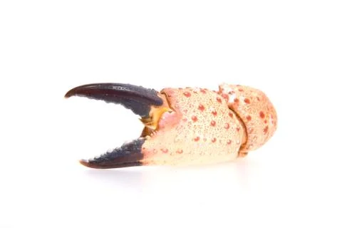 Crab's claw isolated on white. Stock Photos