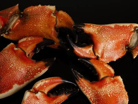 Crabs claws fresh macro texture. Crabs claws cracked shell concept. Crabs cla Stock Photos