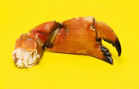 Crabs claws macro vibrant concept. Crabs claws cracked shell texture. Crabs c Photos