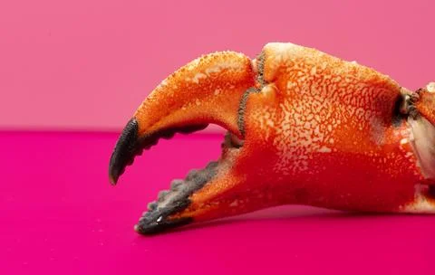 Crabs claws minimal background macro. Crabs claws cooked shell texture. Cra.. Stock Photos