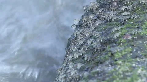 Crabs colony Stock Footage 11316801