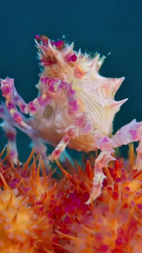 Crabs on the coral seabed Stock Footage 320037880