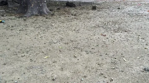 Crabs crawling and fighting during low tide at Railay Beach in Thailand Stockbeeldmateriaal 62171366