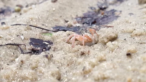 Crabs crawling at the beach during low tides. Stock Footage 163454298