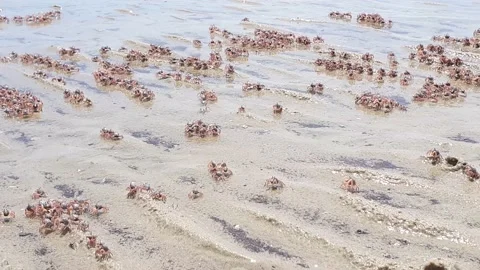 Crabs crawling at the beach during low tides. Stock Footage 163454313