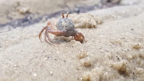 Crabs crawling at the beach during low tides. Stock Footage 163454370