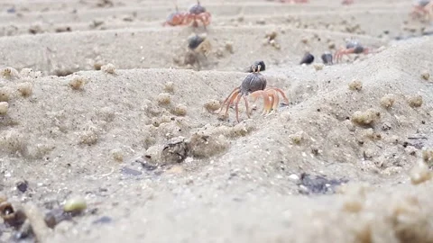 Crabs crawling at the beach during low tides. Stock Footage 163454394