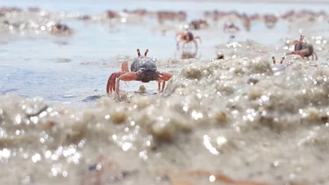Crabs crawling at the beach during low tides. Stock Footage 163454461