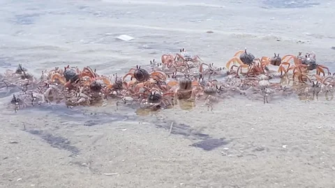 Crabs crawling at the beach during low tides. Video stock 163454565
