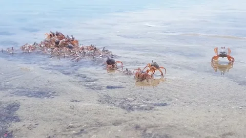 Crabs crawling at the beach during low tides. Stock Footage 163454578