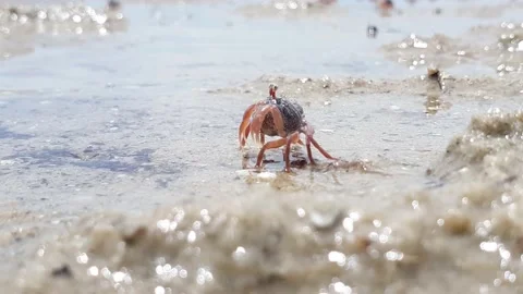 Crabs crawling at the beach during low tides. Stock Footage 163454584