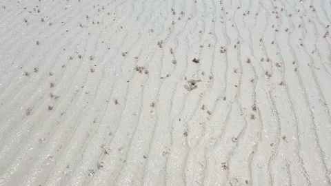 Crabs crawling at the beach during low tides. Stock Footage 163454638
