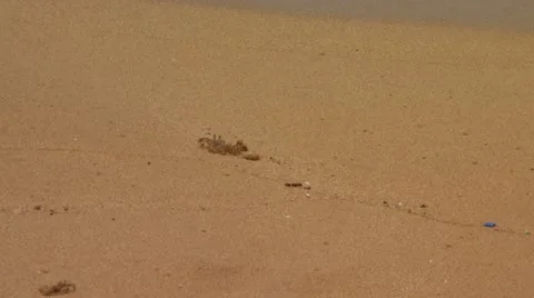 Crabs crawling on sand Stock Footage 54592572