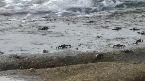 Crabs crawling through the grey stone Stock Footage 71763695