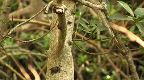 Crabs crawling on a tree Video stock 12456057