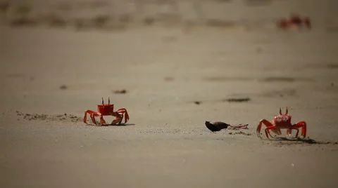 Crab's dancing Vidéo 999182