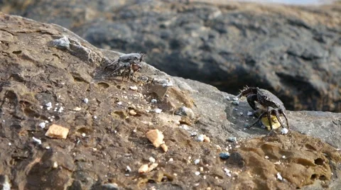 Crabs for dinner. Vídeos de archivo 64011784