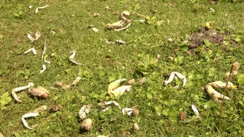 Crabs eaten by the seagulls Video stock 254547741