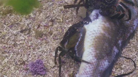 Crabs eating dead decaying  fish 스톡 동영상 56750190