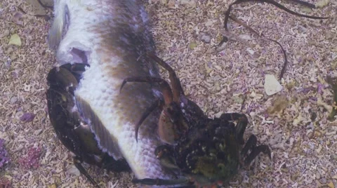 Crabs eating decaying fish Stock Footage 56750106