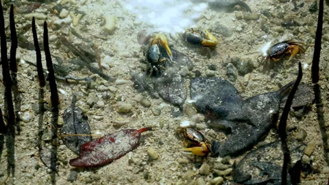 CRABS EATING UNDERWATER Stock Footage 230282276