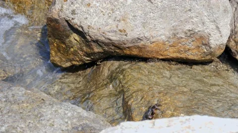 Crabs feed on the rocks of the shore. Some are sheltered between the cracks. Stock-Footage 139700752