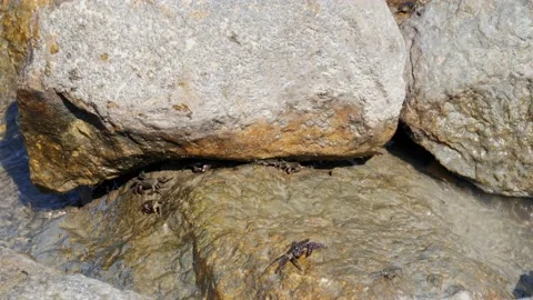 Crabs feed on the rocks of the shore. Some are sheltered between the cracks. Vídeo Stock 139701111
