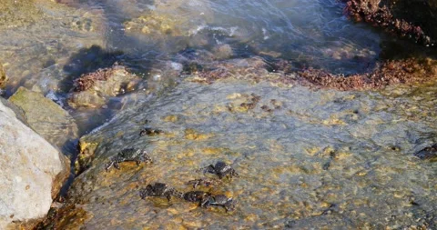 Crabs feed on the rocks of the shore. Some are sheltered between the cracks. 스톡 동영상 146264151
