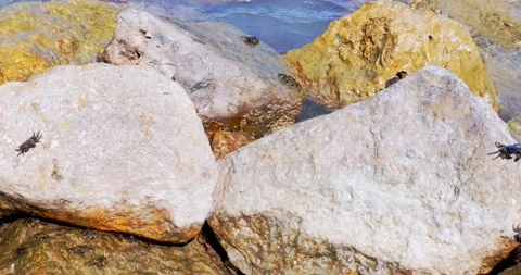 Crabs feed on the rocks of the shore. Some are sheltered between the cracks. 스톡 동영상 146264569