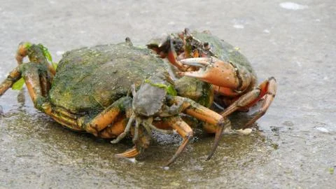 Crabs fighting Stock Photos