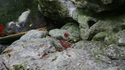 Crabs Video stock 11354773