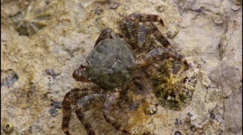 Crabs Vídeo Stock 32958102