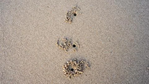 Crab's hole Stock Photos