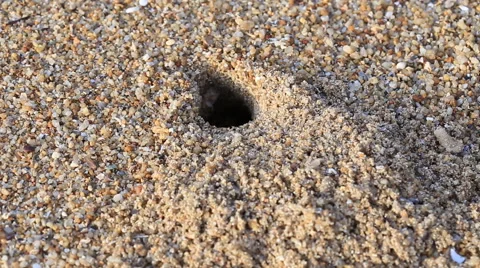 Crabs in holes on the beach Stock Footage 63383797