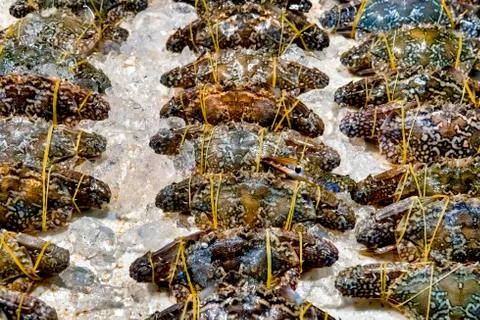 Crabs on ice Stock Photos