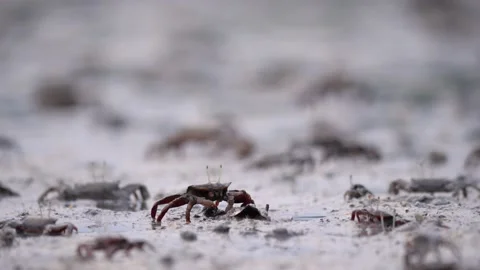 Crabs jerk and move down in mud, hide frighten away by something Stock Footage 153060565
