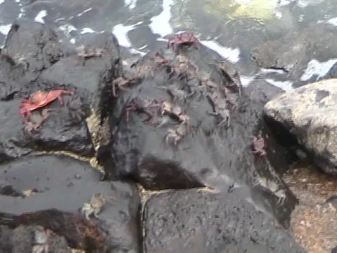 Crabs Jumping 库存影片 1043797