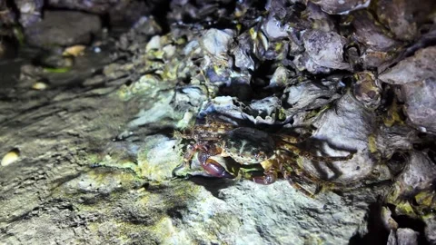 Crabs that live in rocks Stock Footage 279725967