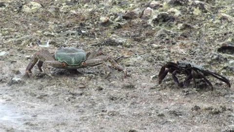 Crabs live in the tropics Stock Footage 166166491