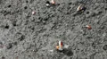 Crabs in Mangrove Forest HD Footage
