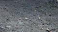 Crabs in Mangrove Forest HD Footage