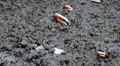 Crabs in Mangrove Forest HD Footage
