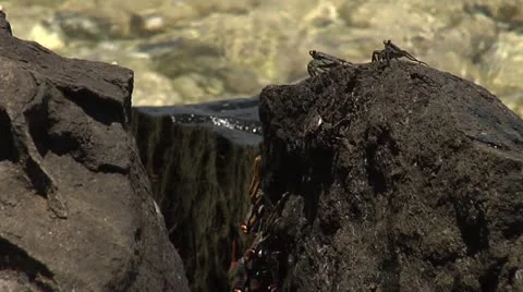 Crabs mating on rocks Video stock 22037141