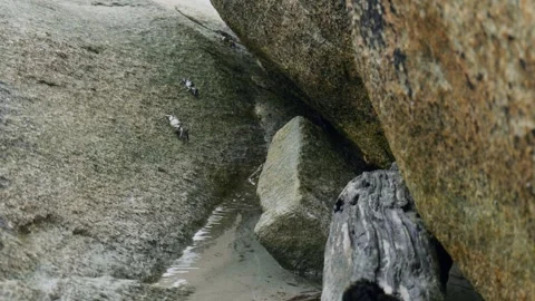 Crabs moving away in slow motion Stock Footage 305522978