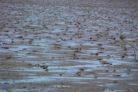 Crabs on mud flats Stock Footage 353185